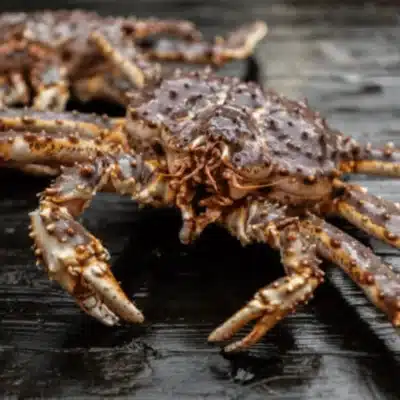 Maine live king crab