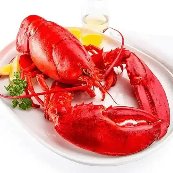 Maine firm soft shell lobster chix