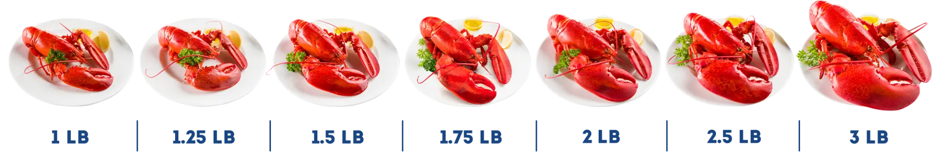 live maine lobster size chart