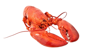 How to store live lobster?