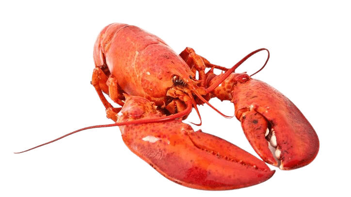 How to store live lobster?