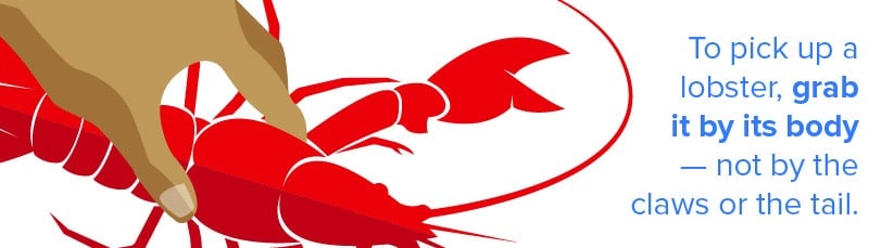 lobster handling tips
