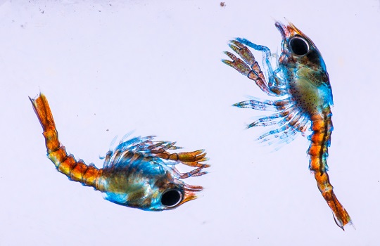 lobster larvae stage