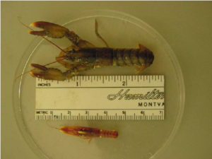 lobster juvenile stage