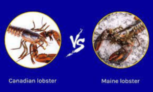 Maine lobster vs. Canada lobster