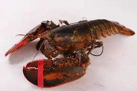 live maine lobster