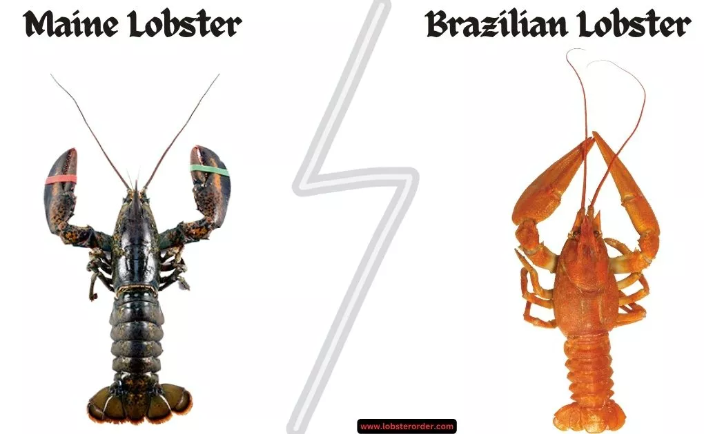 maine lobster vs brazilian lobster