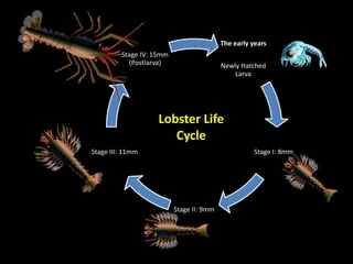 lobster life cycle