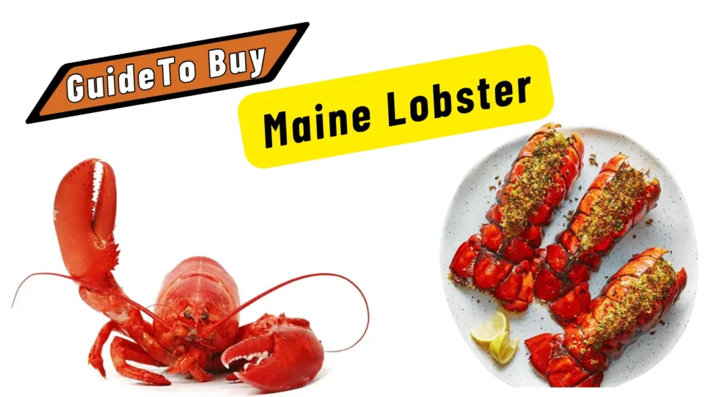 guide to buy maine lobster