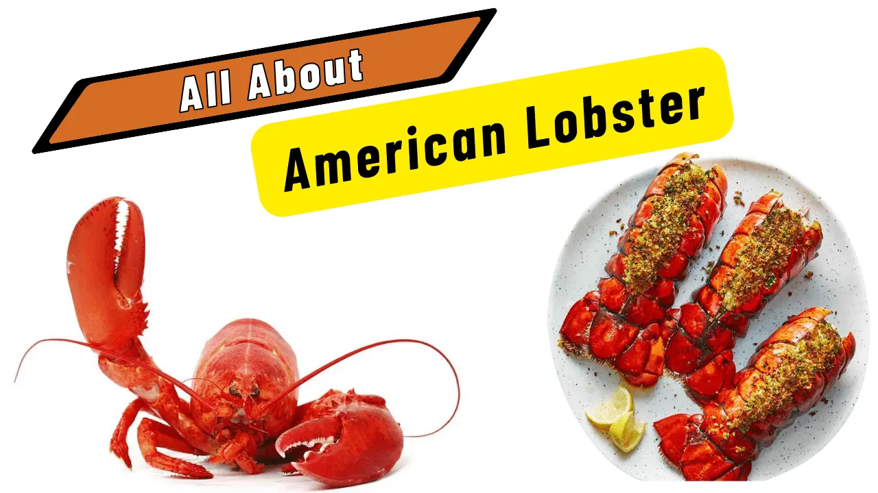 american lobster