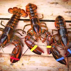 live maine lobster