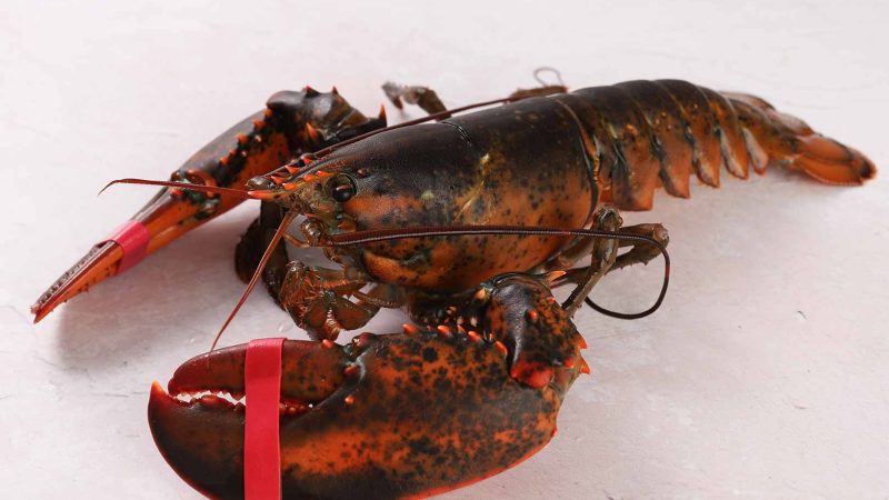 live-maine-lobster-fresh